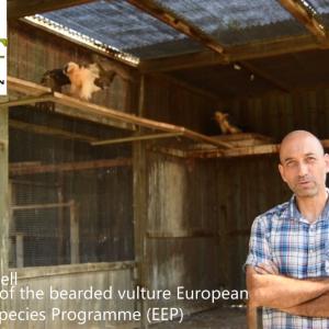 Die Vulture Conservation Foundation braucht Hilfe für das Europäische Erhaltungszuchtprogramm für Bartgeier