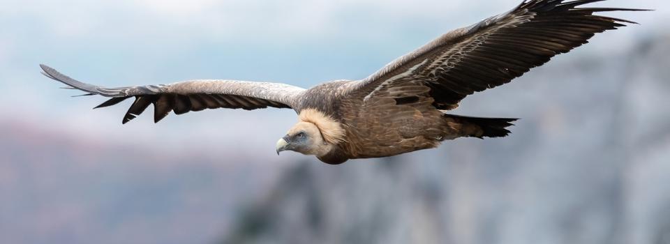 Gänsegeier im Flug (c) Hansruedi Weyirch