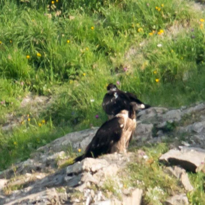 BG 838 (im Vordergrund) und Trudi geniessen die Morgensonne in der Nische