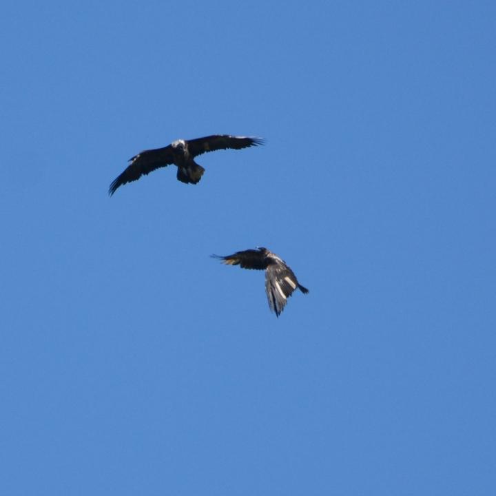 Cierzo (oben) und Alois (unten) im gemeinsamen Flug