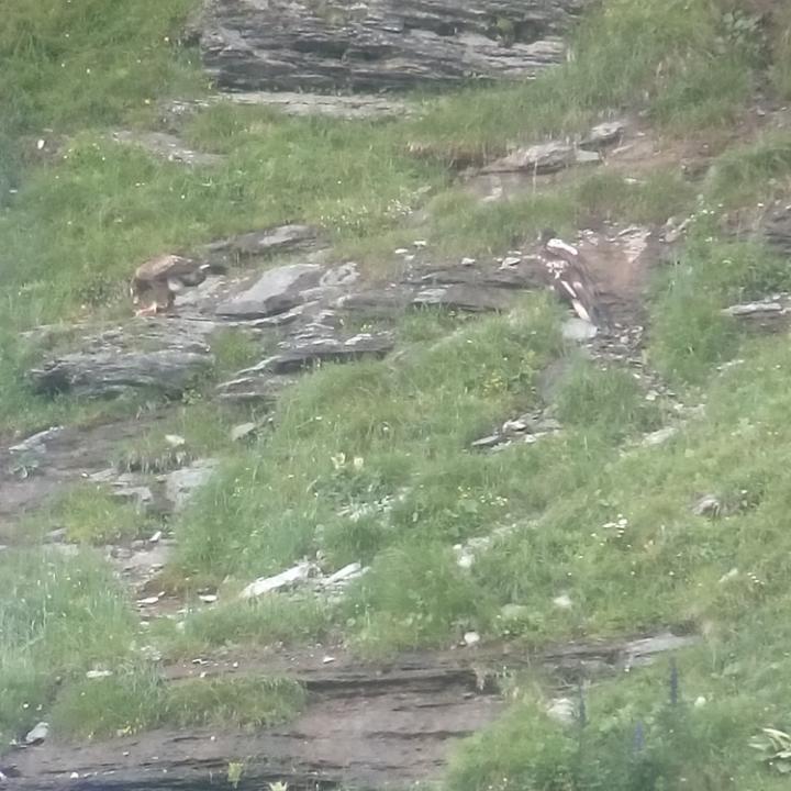 Steinadler (links) am Fressen und Cierzo am Abwarten