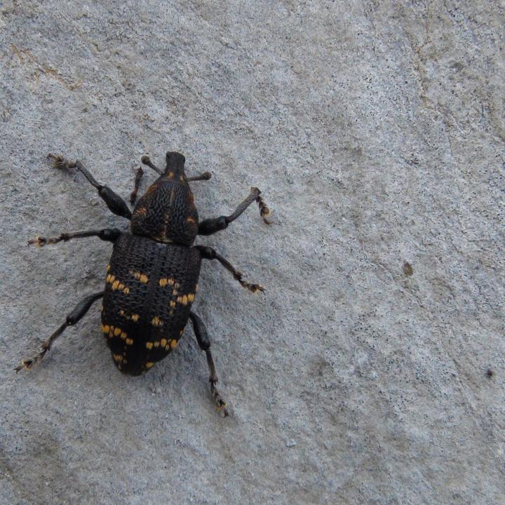 Auf den Kalkfelsen unterwegs: ein Rüsselkäfer. 