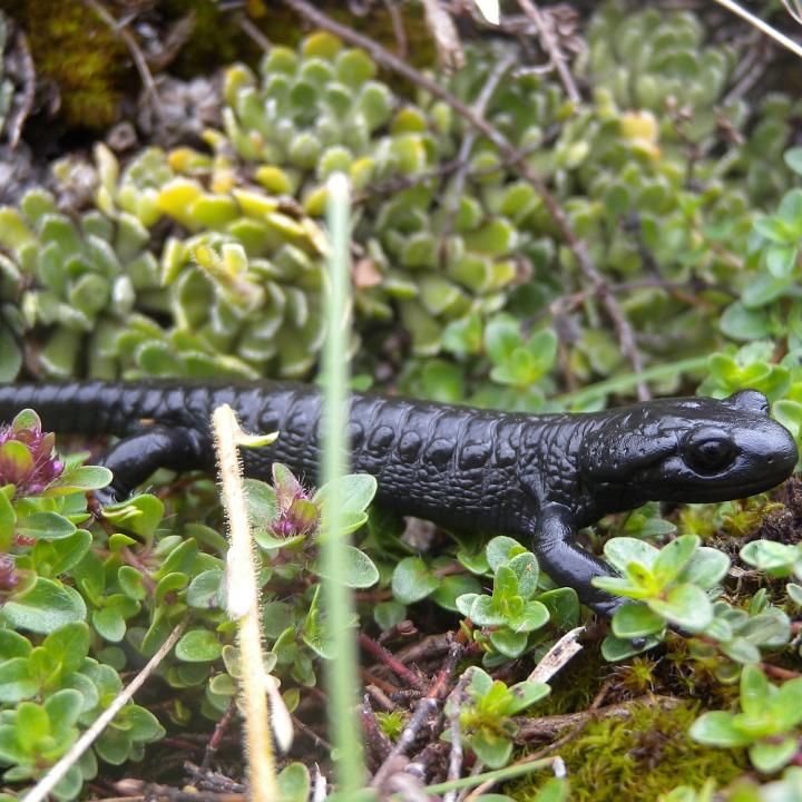 In frühen, feuchten Morgenstunden oft anzutreffen: Alpensalamander. Hinter den Augen erkennt man halbmondförmige Drüsenpolster, an den Flanken zahlreiche Warzen mit Drüsen, die zur Abschreckung von Fressfeinden ein giftiges Sekret absondern.