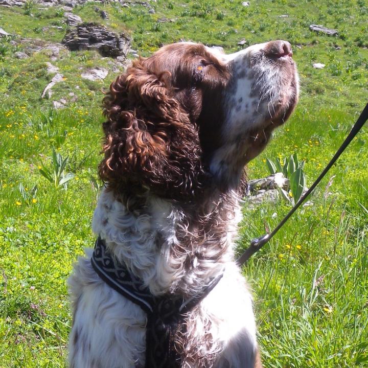 Hunde haben einen ausgesprochen guten Riechsinn. Bartgeier aber finden ihre Nahrung dank ihrem scharfen Sehsinn.