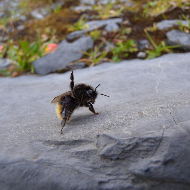 Ein Hummel-Weibchen. Nicht winkend, sondern mit ihrer Körpersprache sagend 'komm mir nicht näher!'