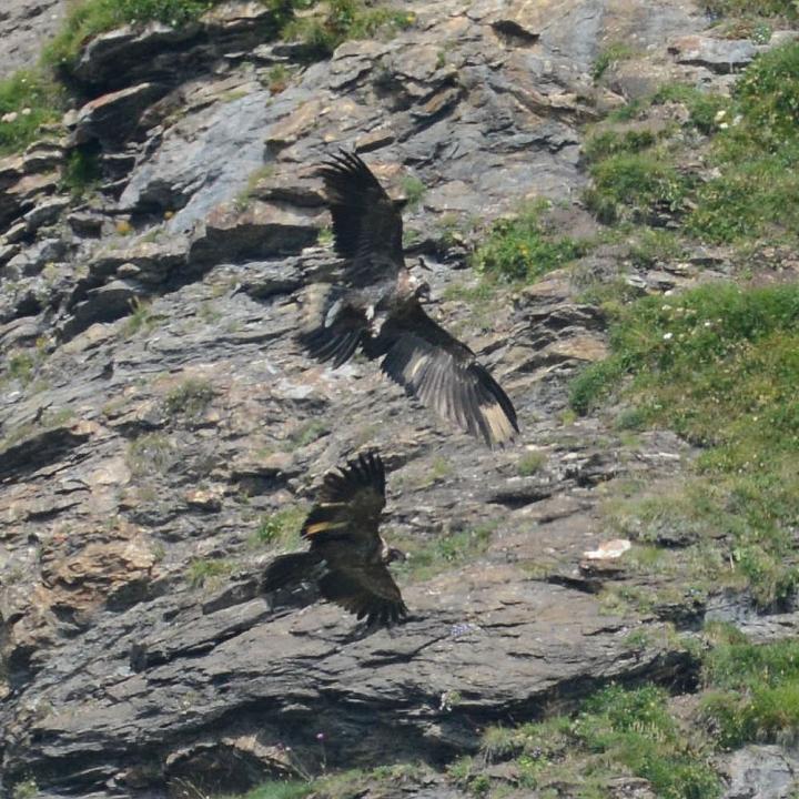 Fredueli (oben) versucht in der Luft nach Finja zu schnappen