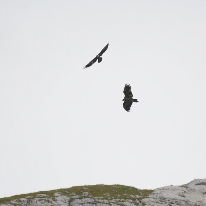 Fortunat (oben) und Luzerna (unten) gemeinsam in der Luft