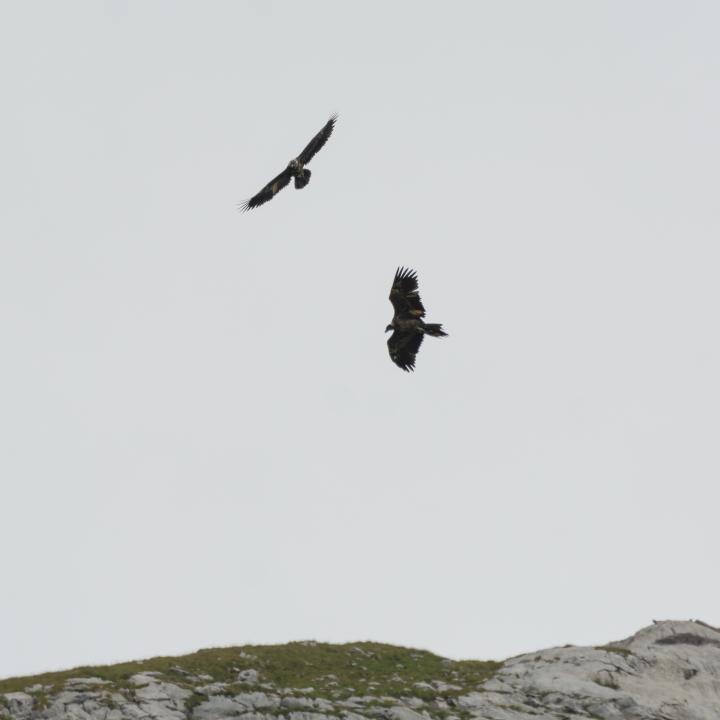 Luzerna (unten im Bild) und Fortunat (oben im Bild) kreisen in der Thermik