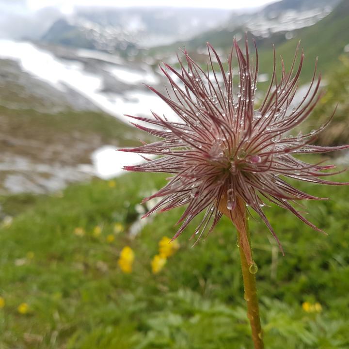 Weisse Alpen-Anemone auch «Bergmannli» genannt mit Regentropfen.