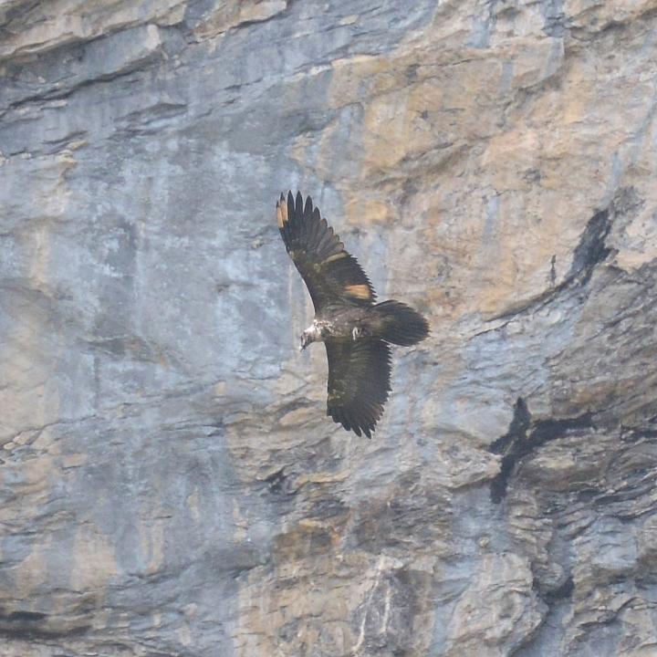 Donna Elvira im Flug - die Fusshaltung zeigt, dass sie den Knochen in den Füssen hält. 