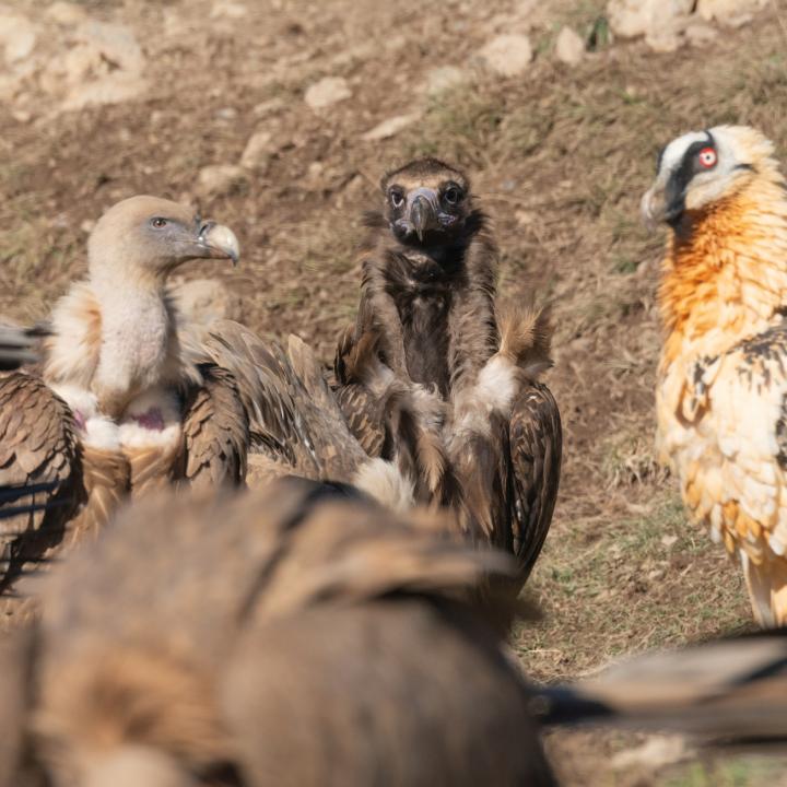 Gänsegeier, Mönchsgeier und Bartgeier (von links nach rechts) in den spanischen Pyrenäen