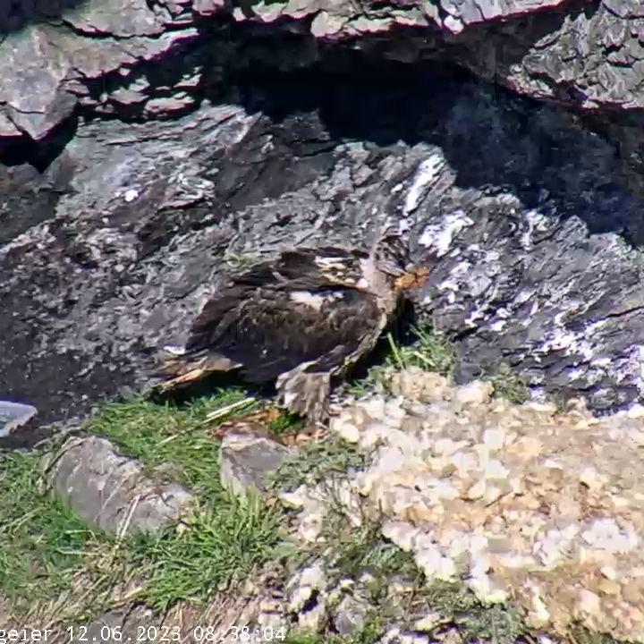 Marco mit einem Stück Rehbein im Schnabel