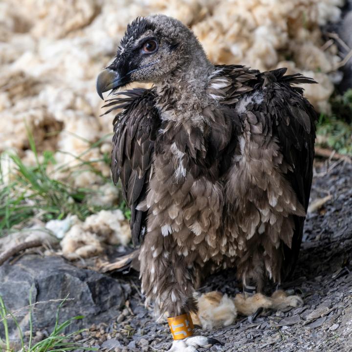 Junggeier Marco bei der Auswilderung am 11. Juni 2023 (c) weyrichfoto.ch