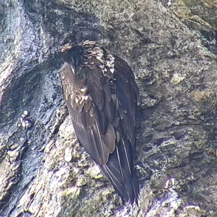 Obwaldera mit schwarzen Federn am Hinterkopf