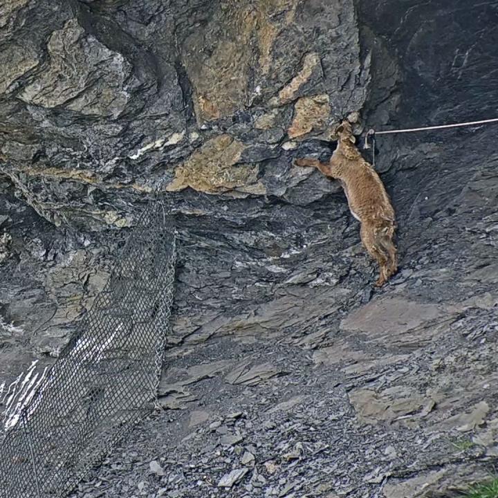 Eine junge Steingeiss leckt Mineralien vom Felsen neben der Nische