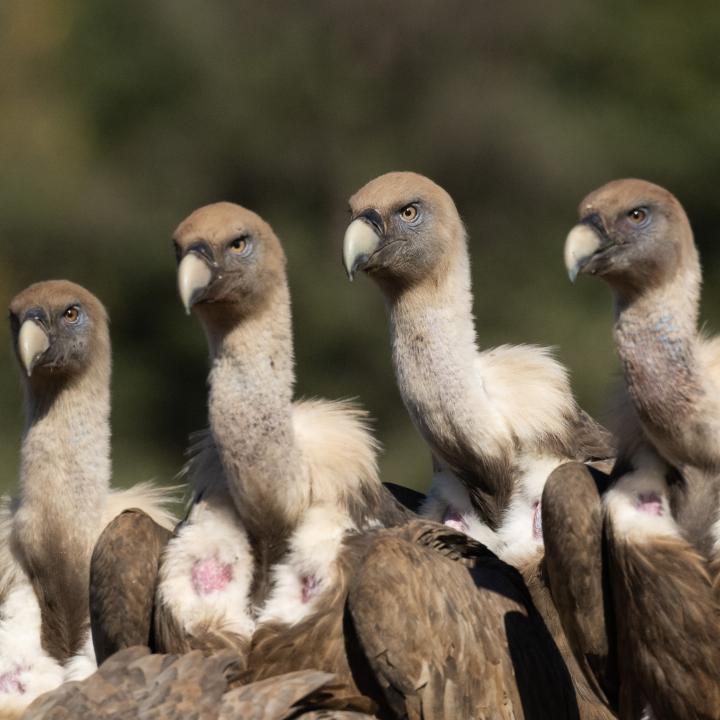 Eine Gruppe Gänsegeier (Bild aus Spanien) (c) Franziska Lörcher