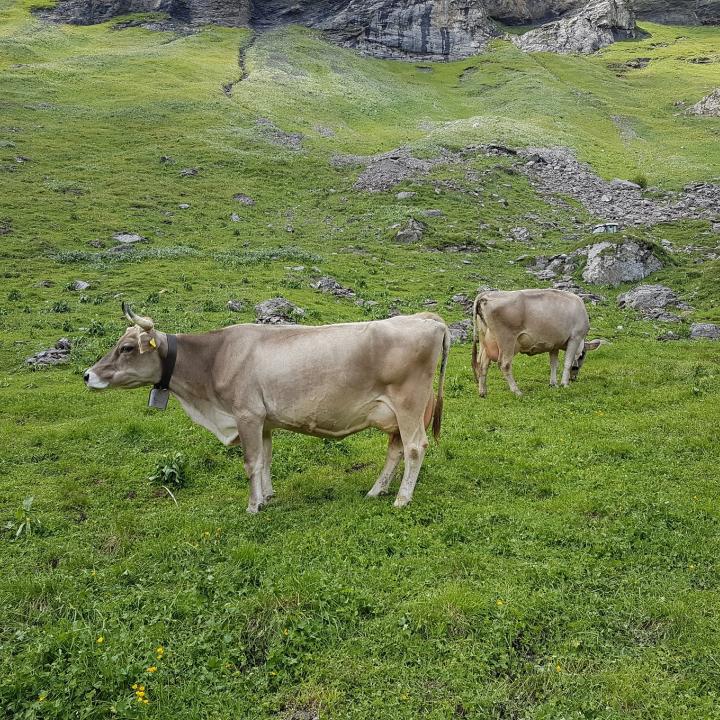 Kuh mit der Auswilderungsnische im Hintergrund. 