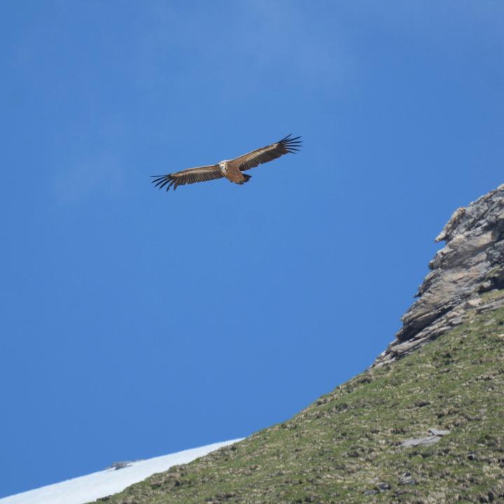 Gänsegeier im Henglihang