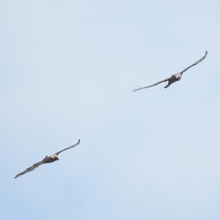 Bartgeier Marco und Obwaldera im Flug