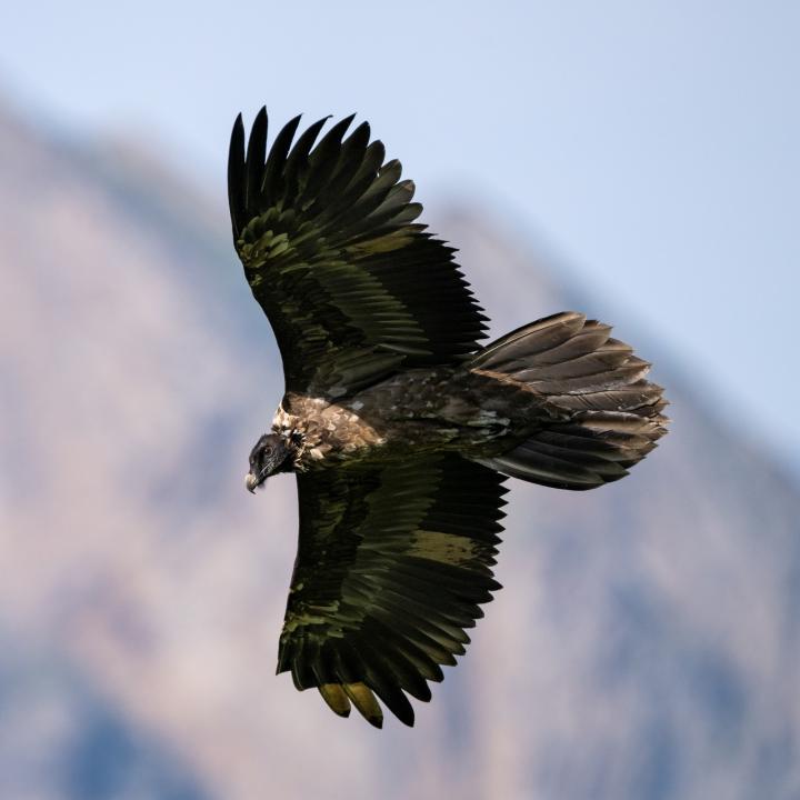 Obwaldera im Flug (c) Weyrichfoto.ch