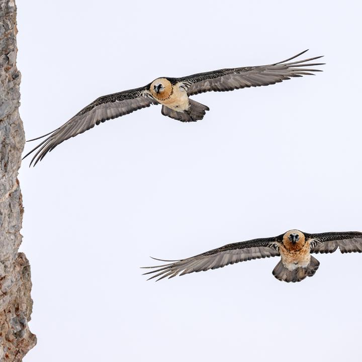 Die Brutpaare sind zurzeit mit der Jungenaufzucht beschäftigt (c)weyrichfoto.ch