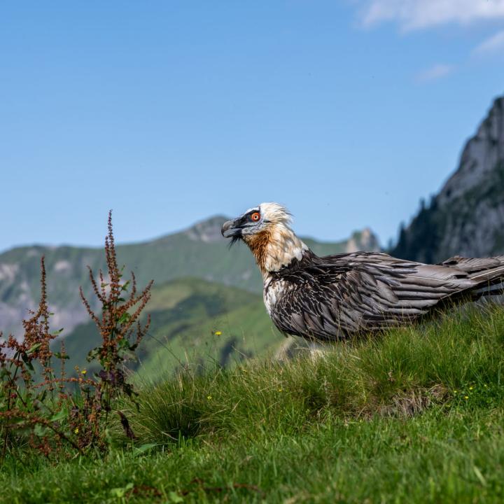 Johannes ist wieder zurück (c) weyrichfoto.ch