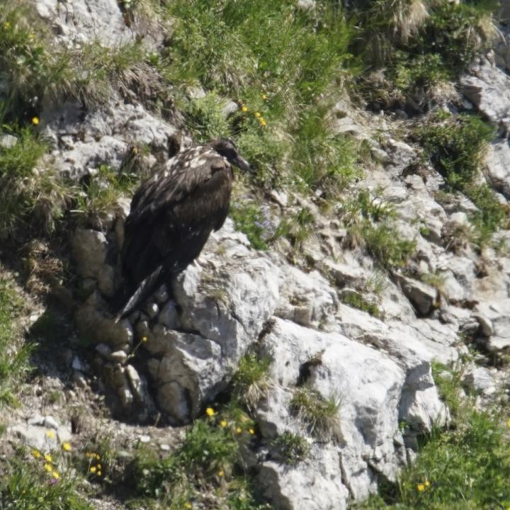 Flysch/Vigo kurz nach dem Ausflug in Bargy BIS, Frankreich (c) Pierre Tardivel