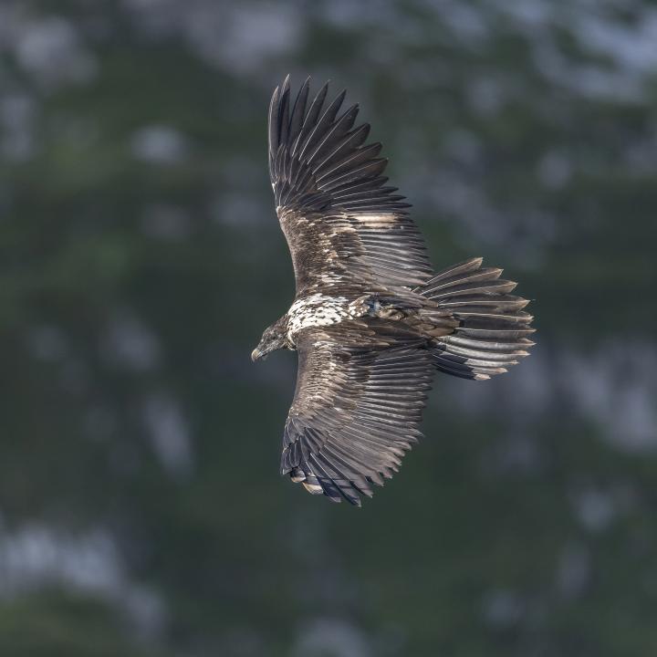 Fortunat im Flug (c) Hansruedi Weyrich