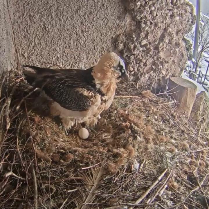 Bartgeier in der Zucht mit einem Ei 