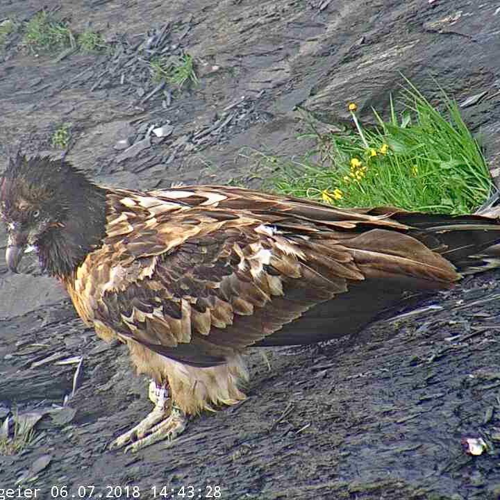 Bartgeier Johannes in der Auswilderungs-Nische (Webcam-Bild)