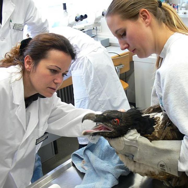 Blick wird genauestens von Frau Dr. Curd der Klinik für Zoo-, Heim- und Wildtiere der Universität Zürich untersucht. 