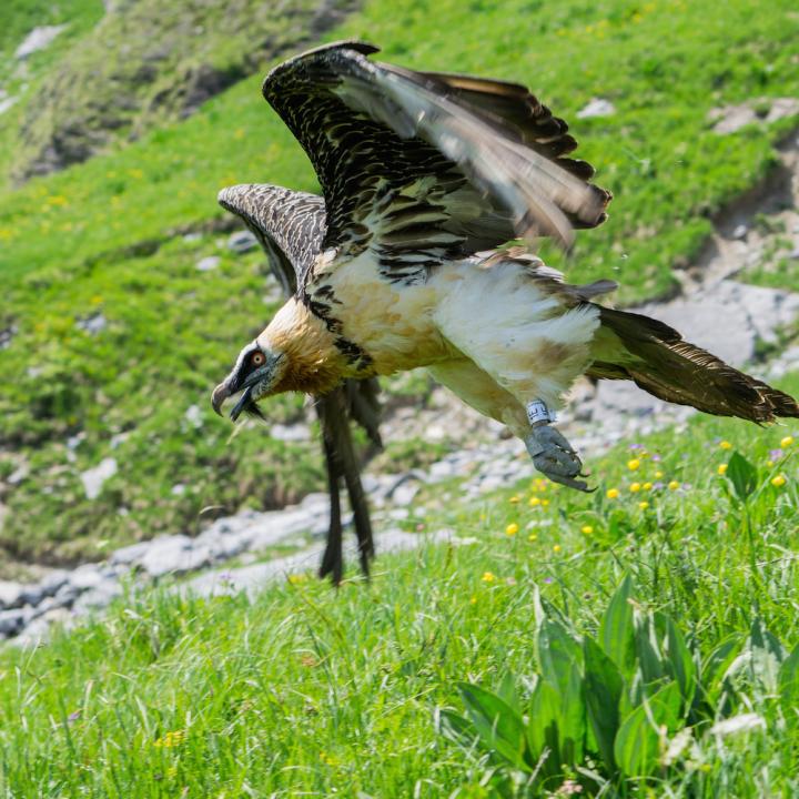 Das Bartgeier-Weibchen Veronika beim Abflug in ihrem Territorium am 19. Juni 2017, nach erfolgreicher Rettung. © Julien Heuret. 