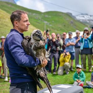 Bartgeier Marco vor einem interessierten Publikum (c)weyrichfoto.ch