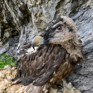 Bartgeier Marco kurz nach der Auswilderung (c)weyrichfoto,ch