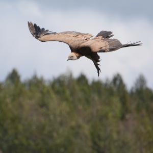 Gänsegeier im Landeanflug (c) Franziska Lörcher