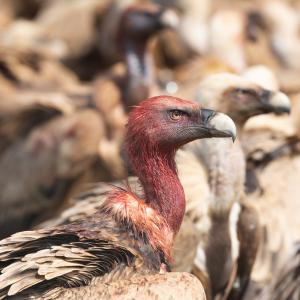 Gänsegeier nach einer Mahlzeit. Die kurzen Federn am Kopf helfen, dass er schnell wieder gereinigt werden kann. (c) Franziska Lörcher