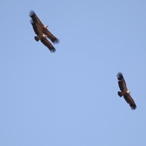 Gänsegeier sind meist in Gruppen unterwegs (c) Franziska Lörcher