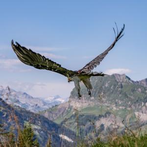 ... und fliegt gleich ab (c)weyrichfoto.ch