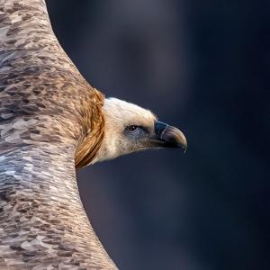 Gänsegeier im Flug (c) Hansruedi Weyrich