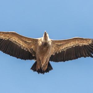 die breiten Flügel sind perfekt geeignet für den Gleitflug in der Thermik (c) Hansruedi Weyrich