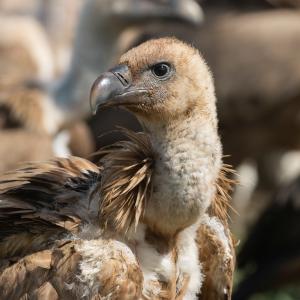 Junger Gänsegeier mit brauner Halskrause (c) Franziska Lörcher