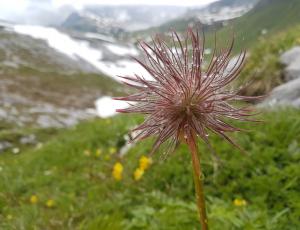 Weisse Alpen-Anemone auch «Bergmannli» genannt mit Regentropfen.