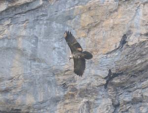 Donna Elvira im Flug - die Fusshaltung zeigt, dass sie den Knochen in den Füssen hält. 