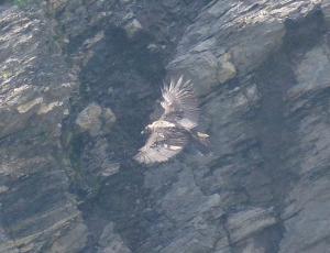 Bartgeier Marco im Flug