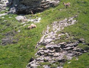 Marco und die Alpensteinböcke