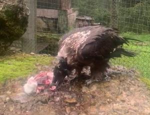 Bartgeier Marco im Natur- und Tierpark Goldau