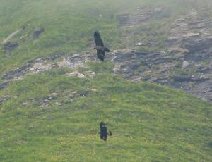 Paradiso und Steinadler gemeinsam am Fliegen, Paradiso hat die deutlich grössere Flügelspannweite