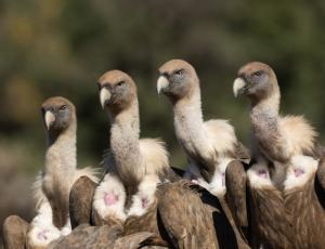 Eine Gruppe Gänsegeier (Bild aus Spanien) (c) Franziska Lörcher