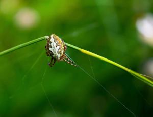 Eine Eichblatt-Radspinne am Rand ihres Netzes.