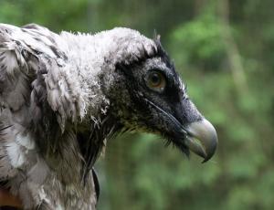 Nach einer langen Reise ist Bartgeier BG1234 im Natur- und Tierpark Goldau angekommen (c) Franziska Lörcher